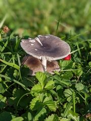 Amanita vaginata
