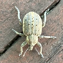 Brachypera zoilus