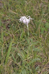 Dianthus superbus