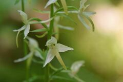 Platanthera bifolia