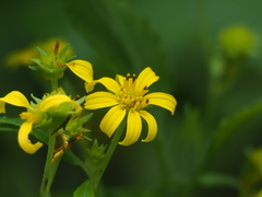 Wollastonia biflora