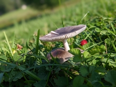Amanita vaginata