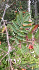 Sorbus americana