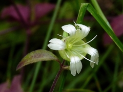 Silene baccifera