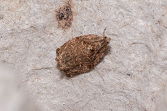 Sycacantha