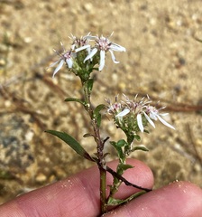 Sericocarpus asteroides