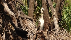 Anhinga novaehollandiae