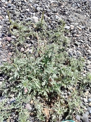 Ambrosia chamissonis