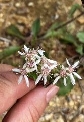 Sericocarpus asteroides