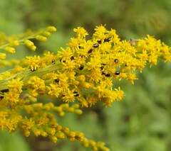 Phalacridae