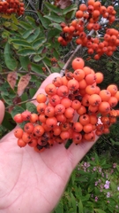 Sorbus americana