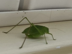 Amblycorypha oblongifolia