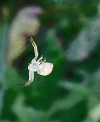 Misumena vatia