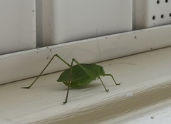 Amblycorypha oblongifolia