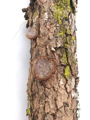 Polyporaceae