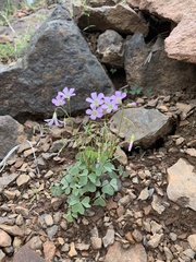 Oxalis alpina