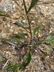 Sericocarpus asteroides