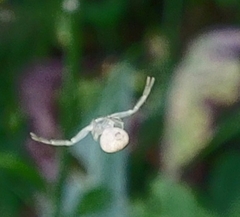 Misumena vatia