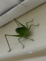 Amblycorypha oblongifolia