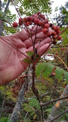 Sorbus americana