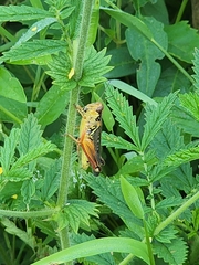 Orthoptera