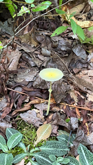Leucocoprinus fragilissimus