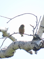 Emberiza hortulana