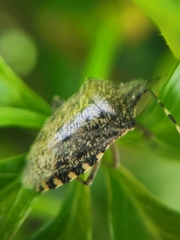 Rhaphigaster nebulosa