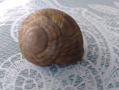 Helix pomatia