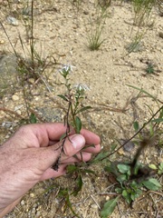 Sericocarpus asteroides
