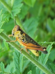 Orthoptera