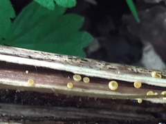 Lachnum pteridophyllum