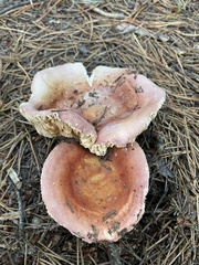Russula