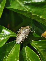 Rhaphigaster nebulosa