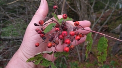 Sorbus americana