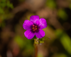Calandrinia