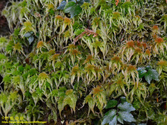 Sphagnum