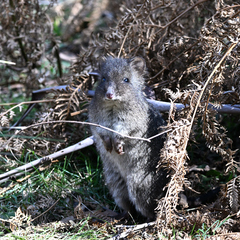 Potorous tridactylus