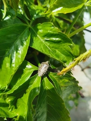 Rhaphigaster nebulosa