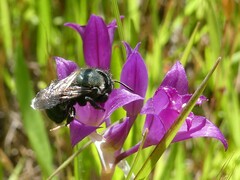 Osmia