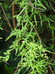 Lygodium japonicum
