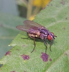 Emmesomyia