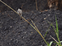 Pycnonotus aurigaster