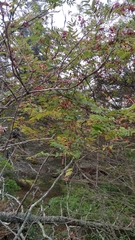 Sorbus americana