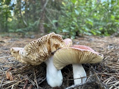 Russula