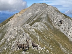 Capra ibex