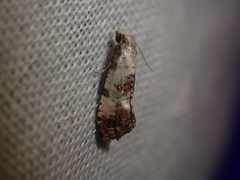 Neocochylis hybridella