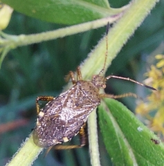 Pentatomomorpha