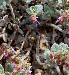 Anthidium