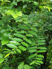 Glochidion philippicum